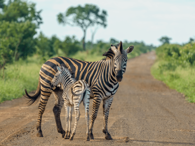 ZEBRA ZEBRA