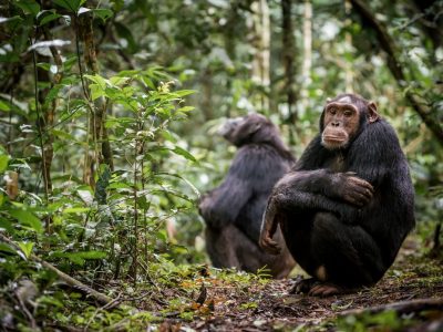 chimpanzee-min chimpanzee-min