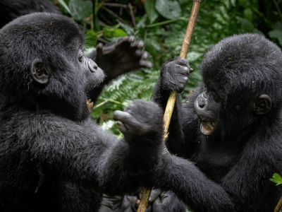 tugendeafrik-silverback tugendeafrik-silverback