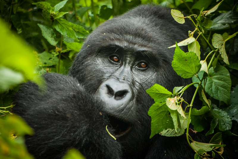 bwindi-gorilla-trek-1