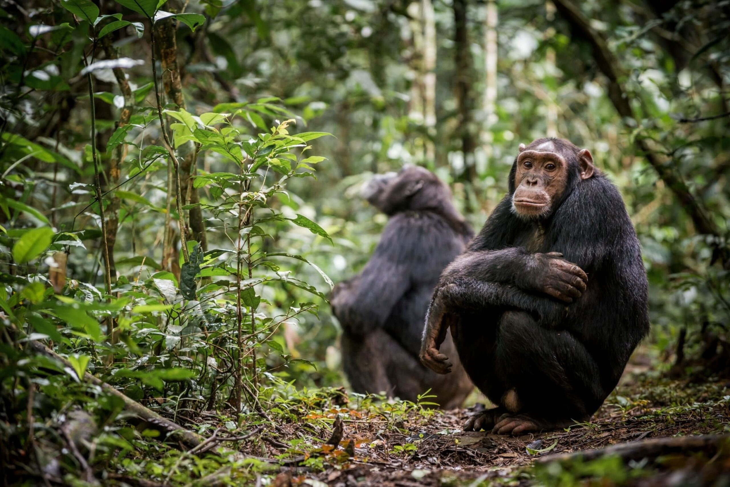 chimpanzee-min chimpanzee-min