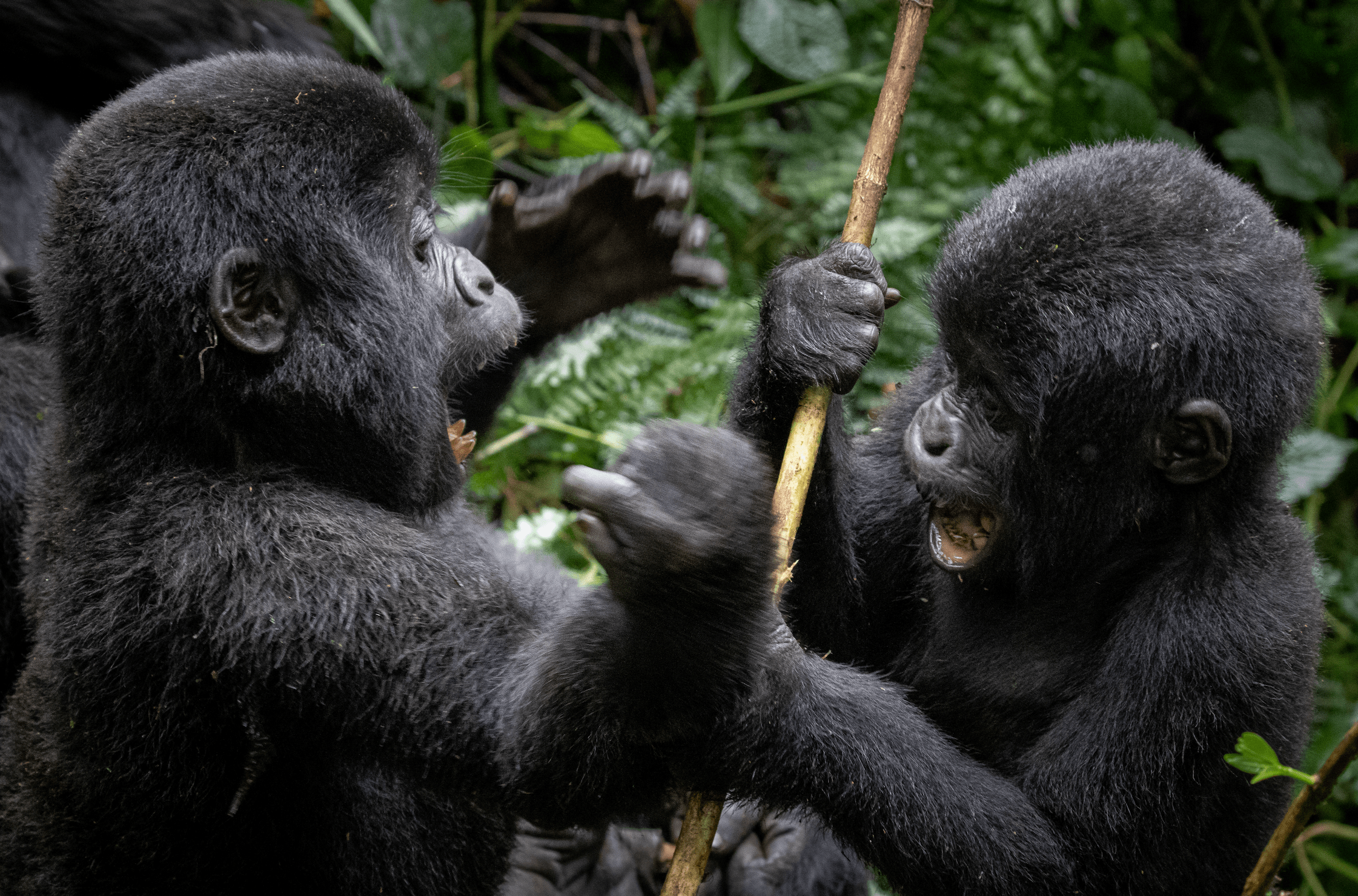 tugendeafrik-silverback tugendeafrik-silverback
