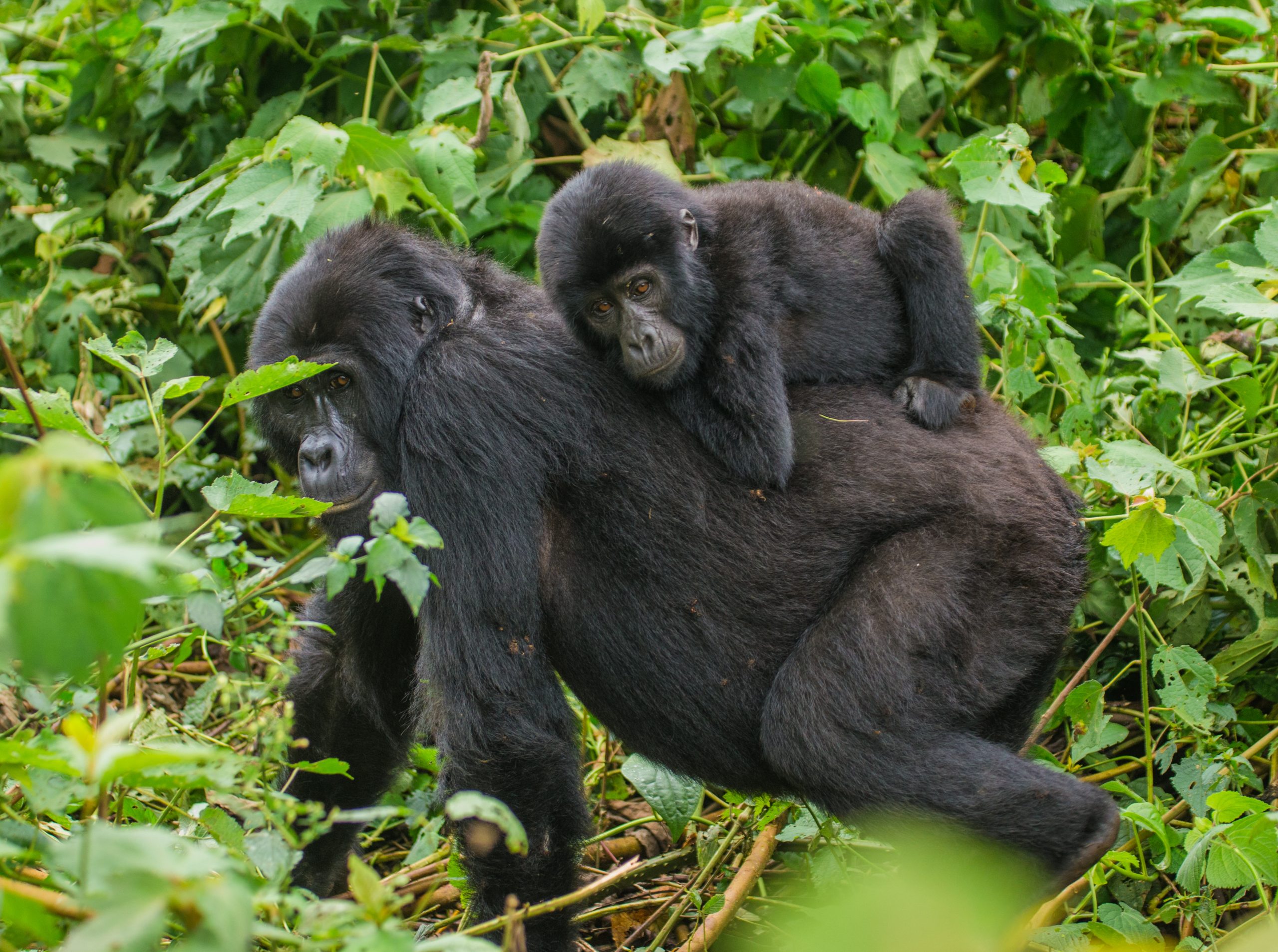 A female mountain gorilla with a baby. Uganda. Bwindi Impenetrable Forest National Park