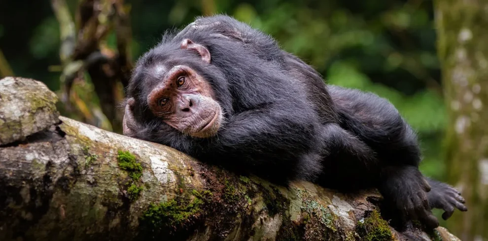 kiable-forest-chimp-rest